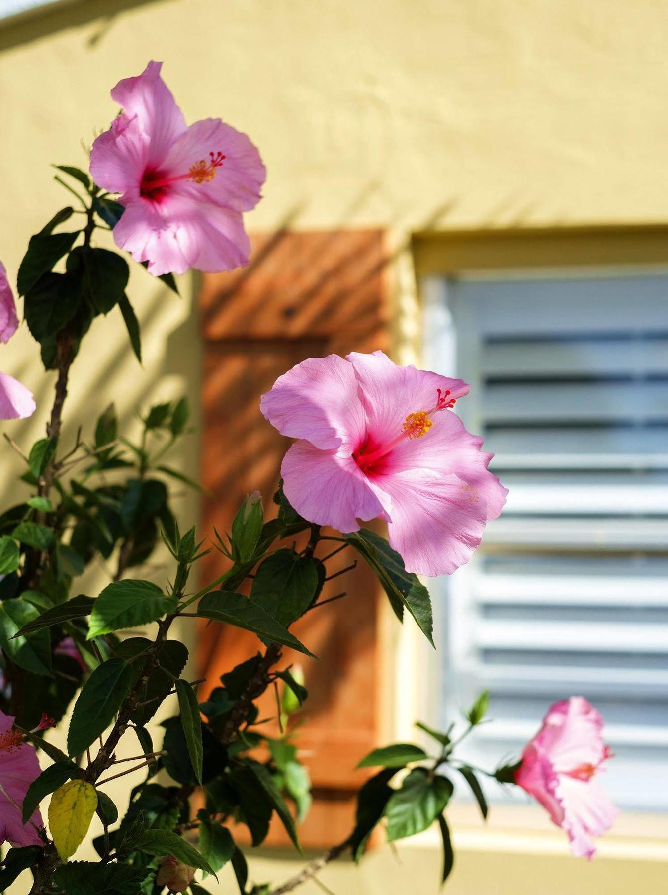 Hotel Atlantic Hideaway Delray Beach Exterior foto